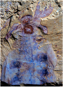 A different specimen of Lyrarapax reveals one of the clawlike frontal appendages in the upper right, located in front of a brown round structure – the mouth. (Photo by Peiyun Cong) A different specimen of Lyrarapax reveals one of the clawlike frontal appendages in the upper right, located in front of a brown round structure – the mouth. (Photo by Peiyun Cong)